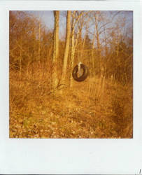 abandoned tire swing