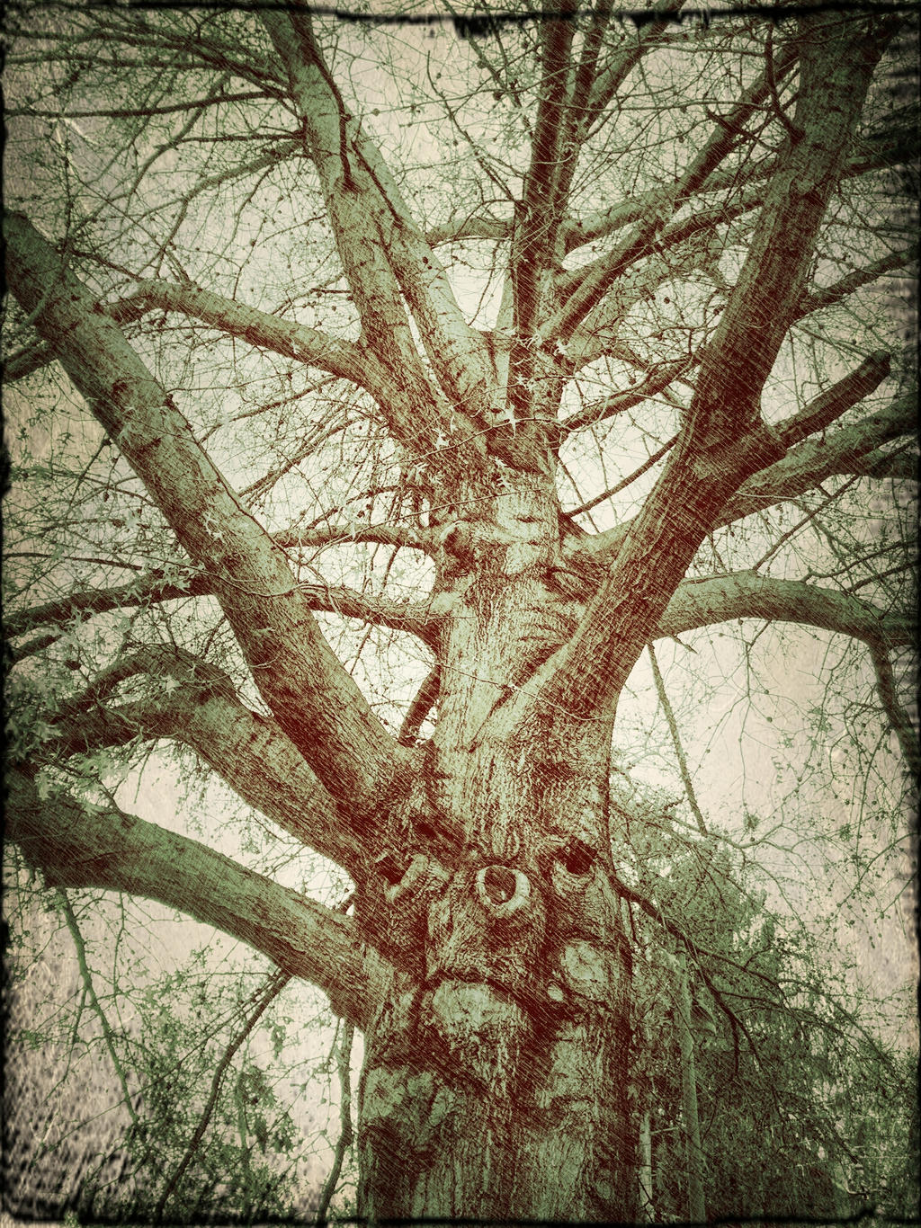 angry tree by jaderayne32 on DeviantArt