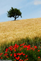 Sulle strade del Mito