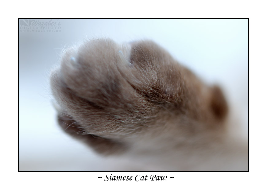 Siamese Paw