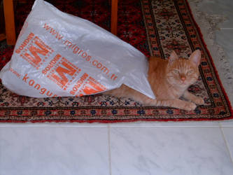 Cat-bag I