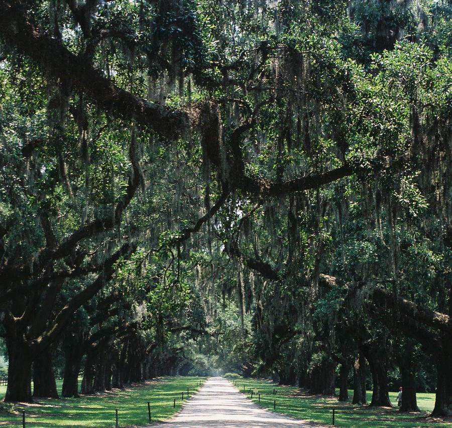 plantation road