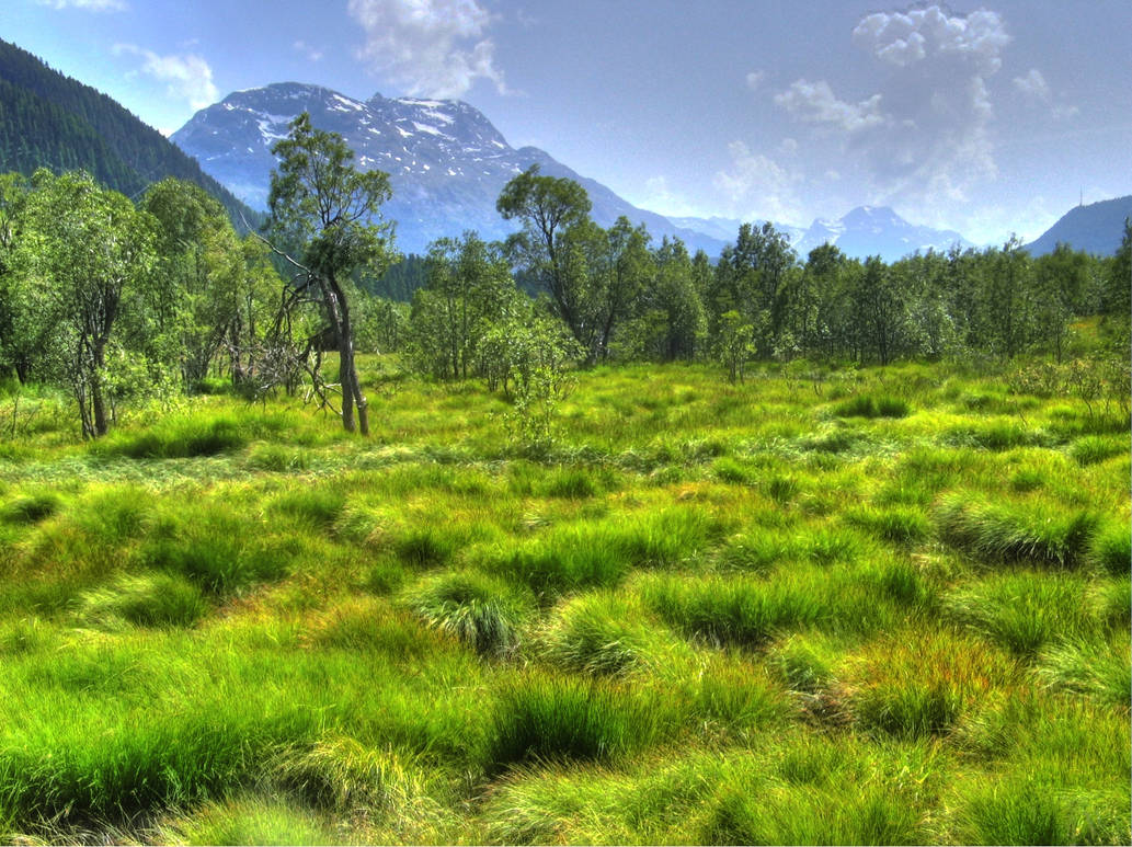 High Ghraf HDR High grass by studio007 on DeviantArt