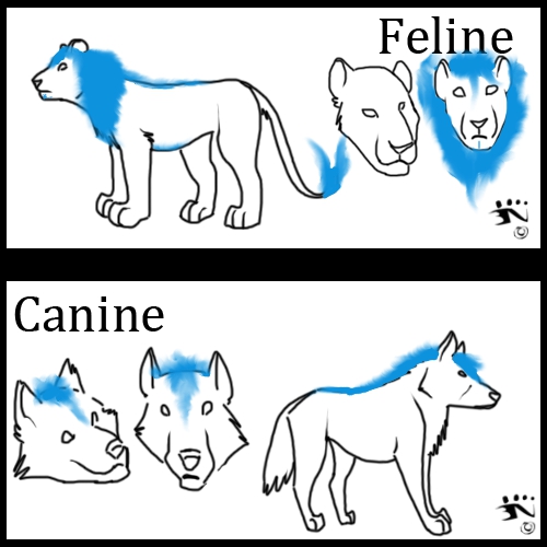 FH Mane Markings