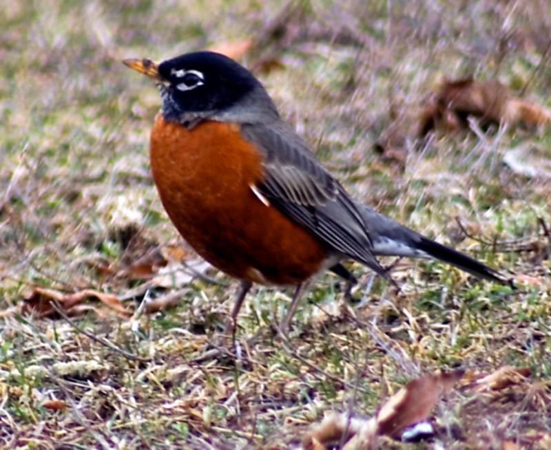 Red Robin Rocking Rocking Robin by mback on DeviantArt