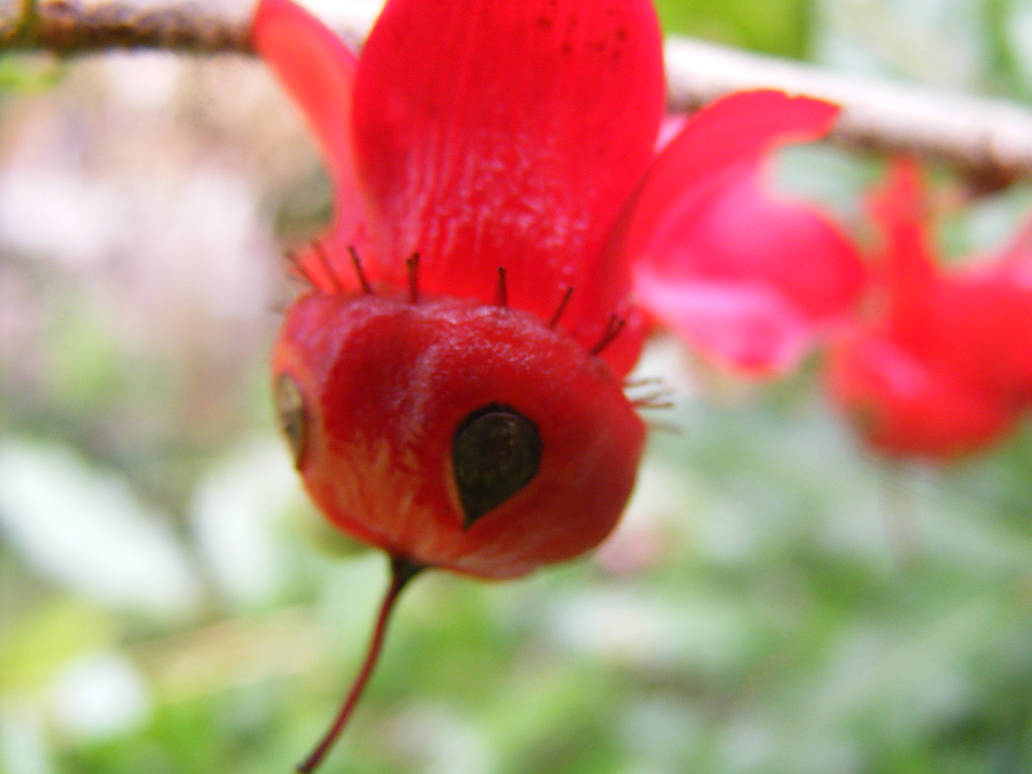 Berry Man 4 by Holly-pop on DeviantArt