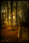 Pale Sunlight HDR by TwiggyTeeluck