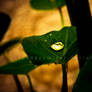 Water Droplet