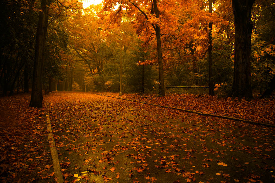Route d'automne by TwiggyTeeluck