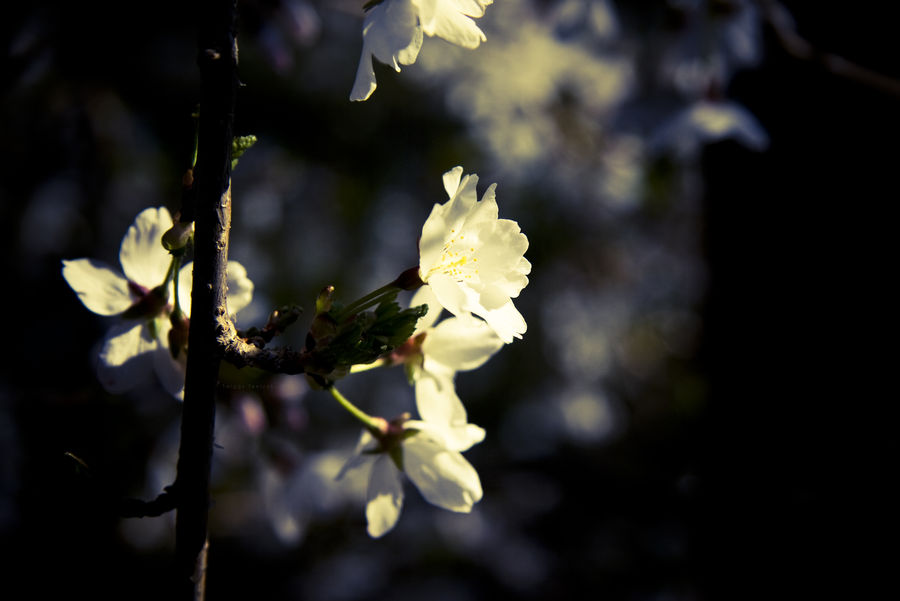 Llum de la lluna by TwiggyTeeluck