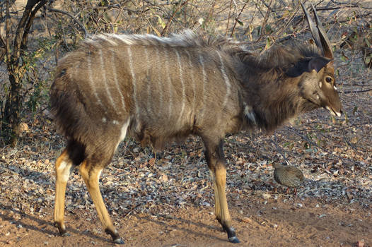 Nyala Male 1