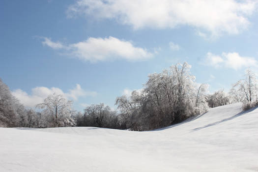 Field of White