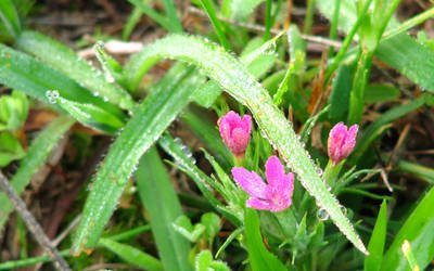 Hiding in the Dew