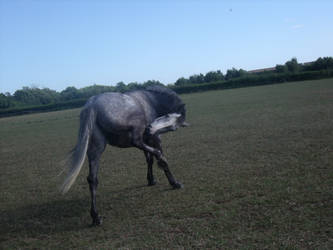 Grey Horse