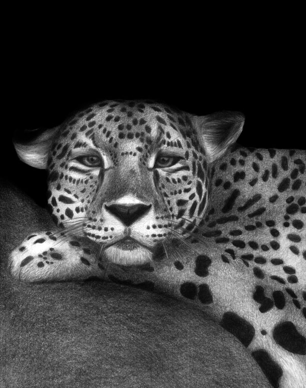 Leopard