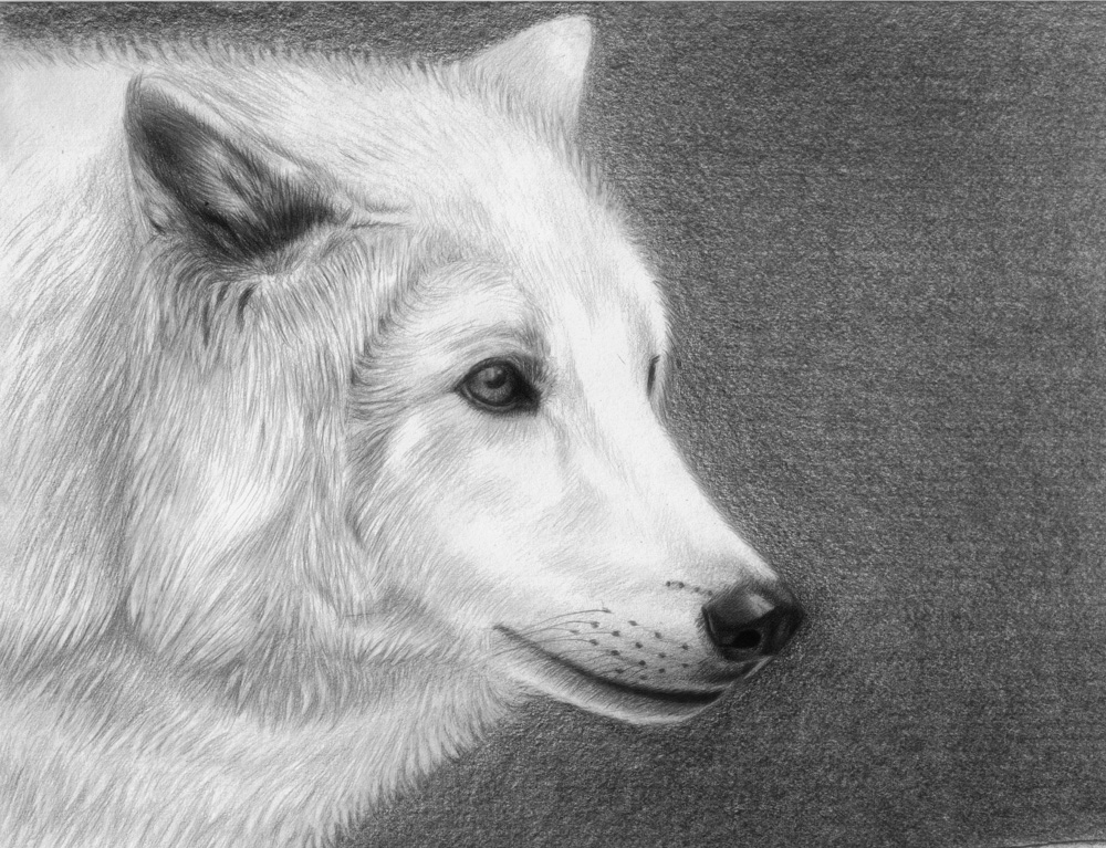 White wolf