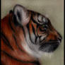 Coloured tiger