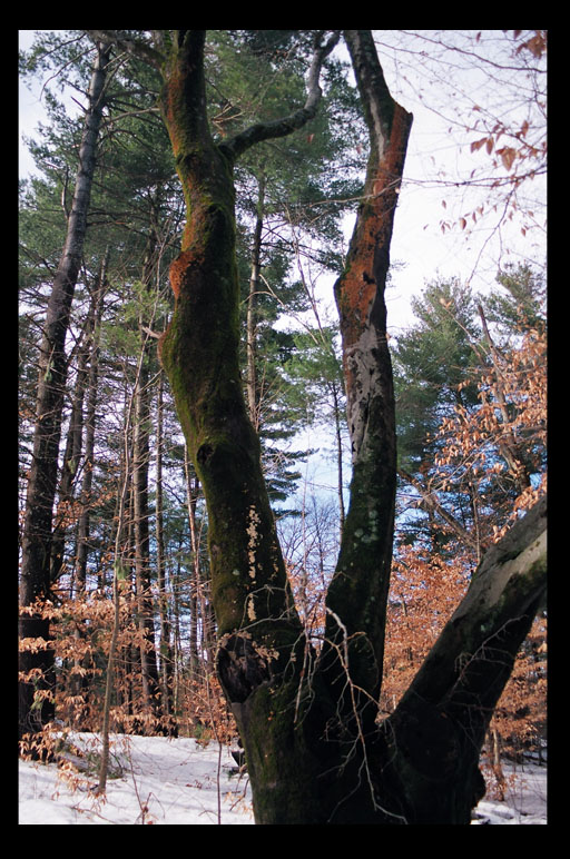 Colorful Moss