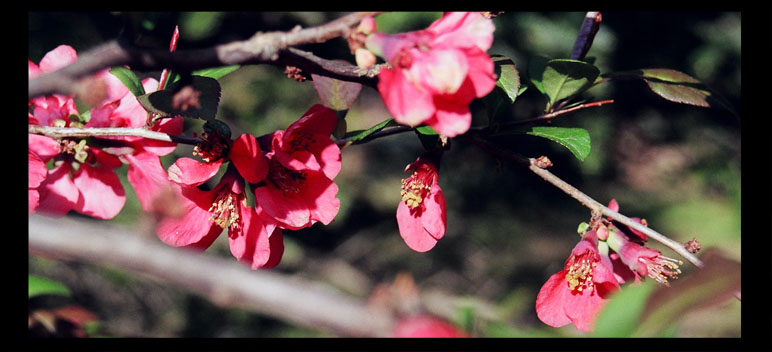 The Quince Tree