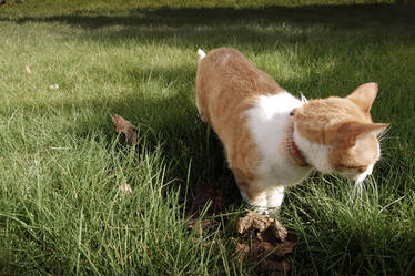 Promenade feline