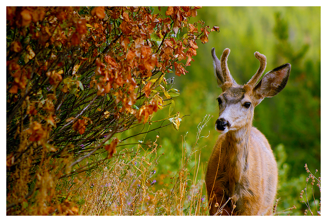 Hiawatha Deer