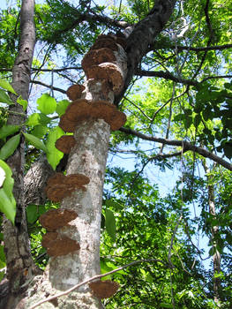 Mushroom Colony