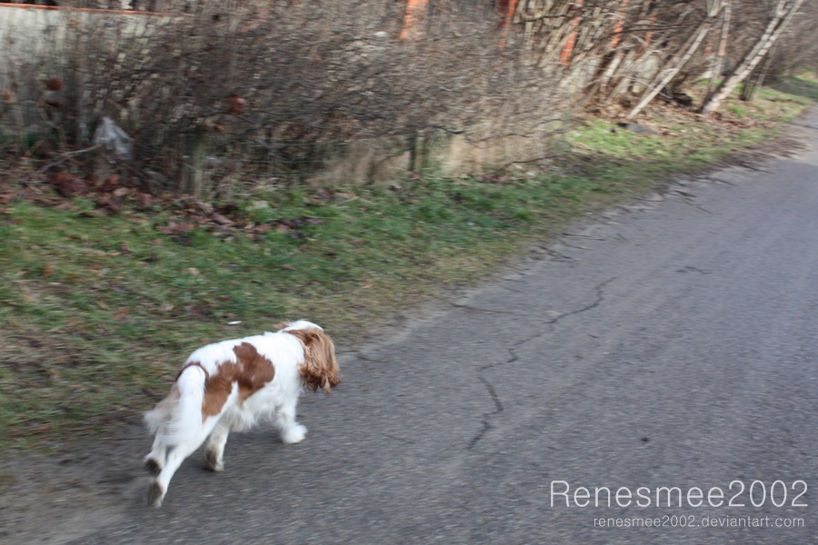 Running Jenny