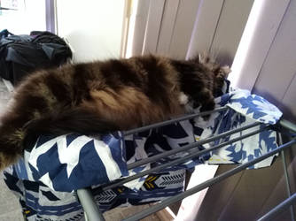 Thor on the clothes horse.