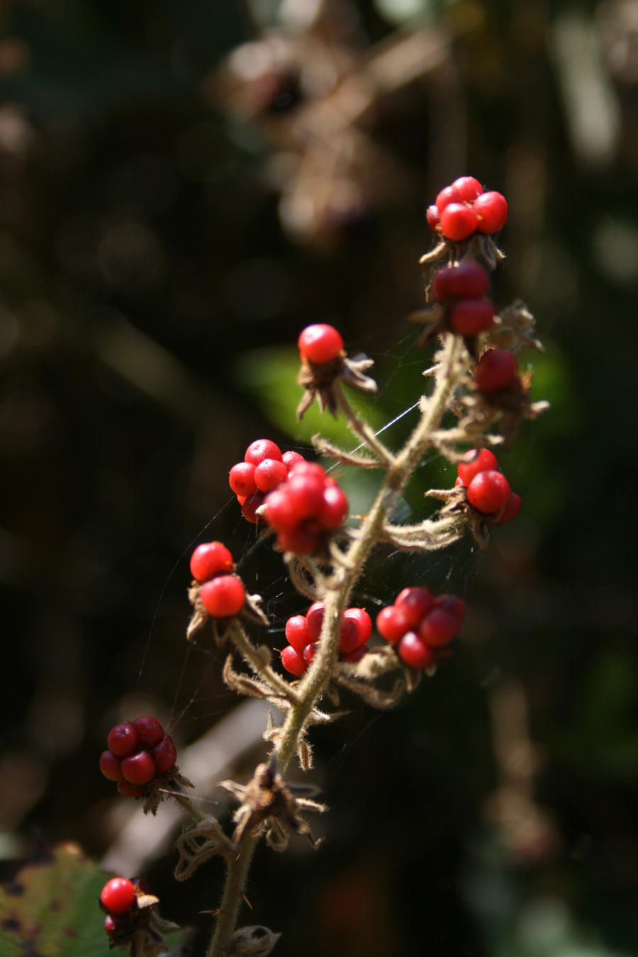 little spots of red...