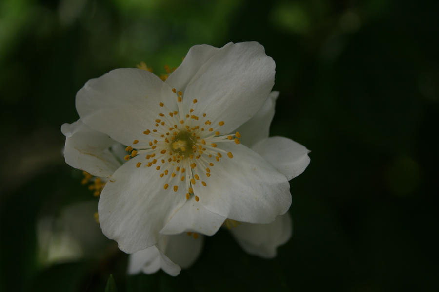 beautiful big white and tiny yellows...