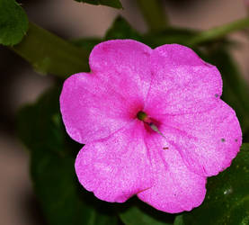 Purple flower