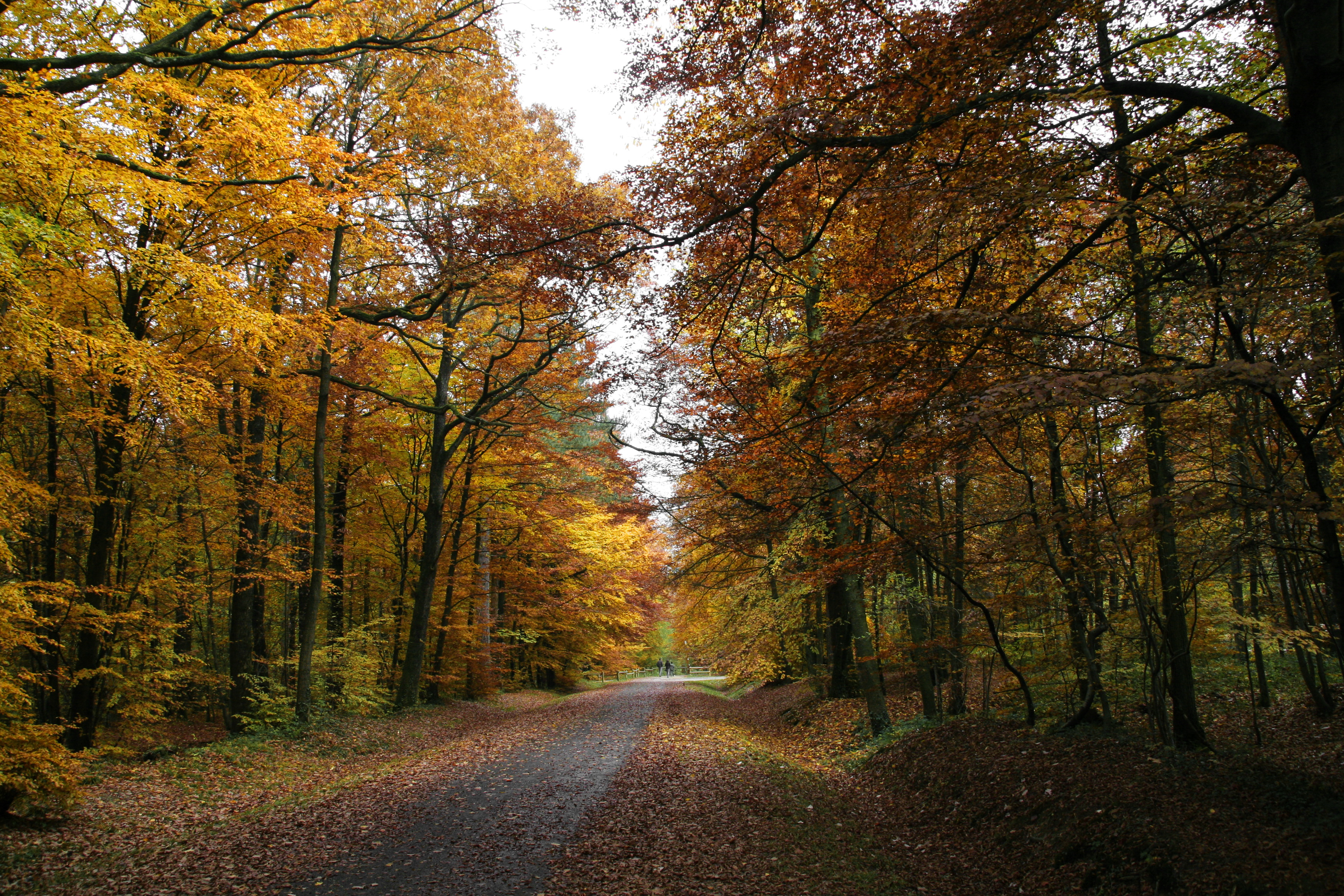 foret d automne