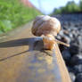 Snail on rail way