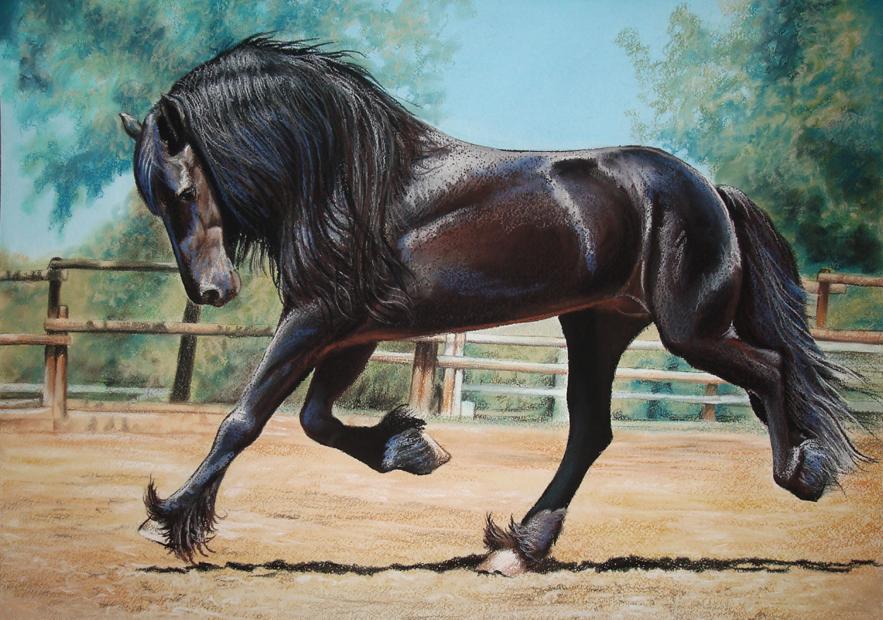Friesian horse