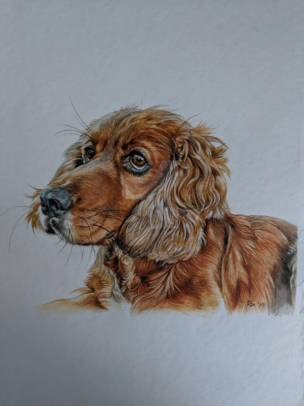 Dogs Ir dog 2 by ir-2 on DeviantArt