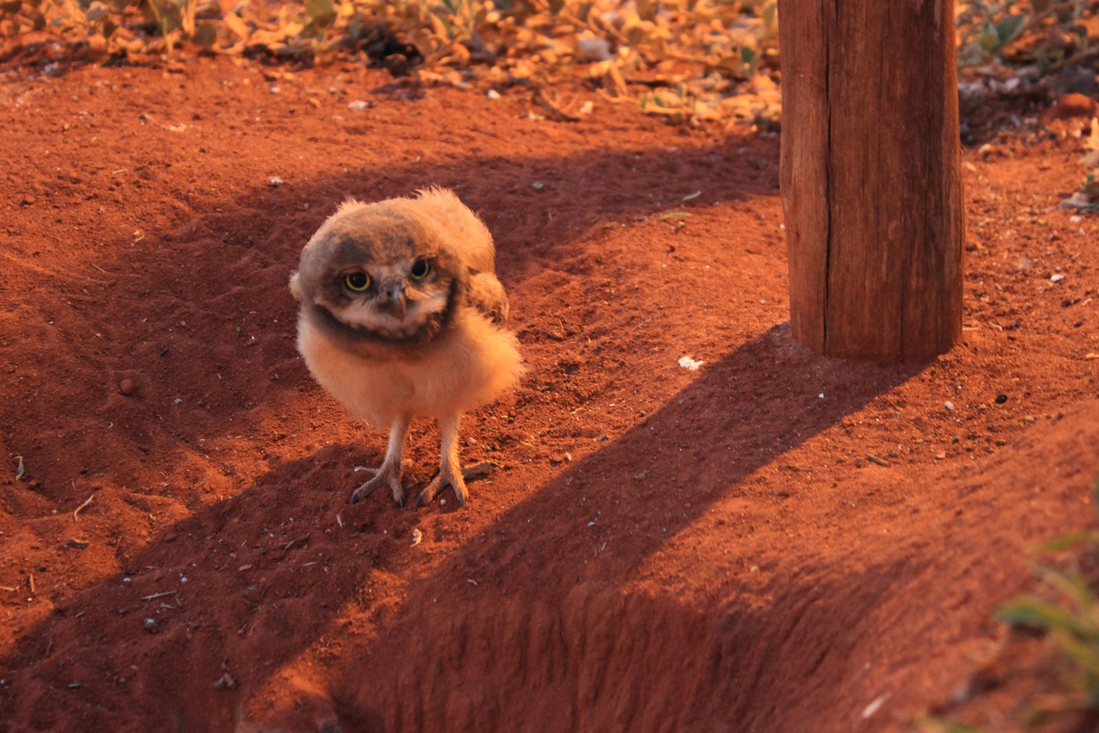 baby owl