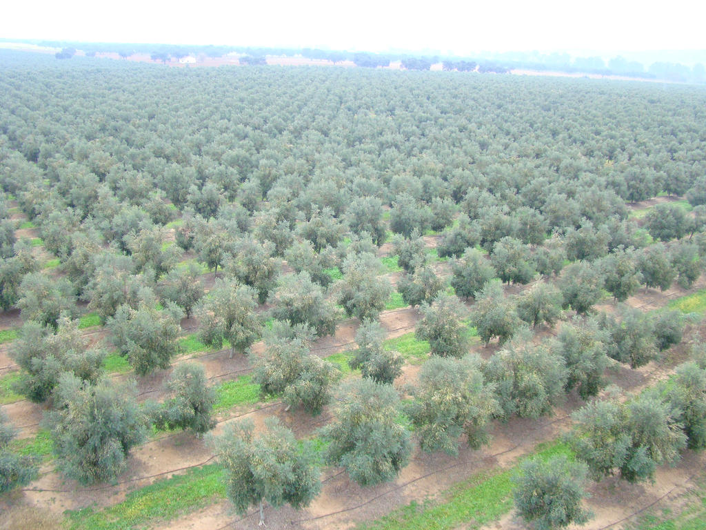 olivos by foxtrotfox on DeviantArt