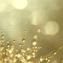 Yellow Flame