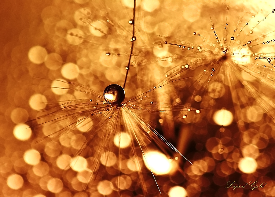Liquid Gold by Sandy515