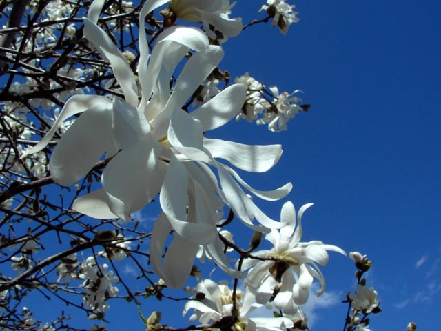 Spring Blossoms I