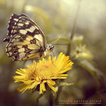 . . . butterfly kiss by phoenixgraphixstudio