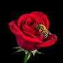 a single red with buzz bee