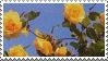 yellow roses