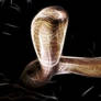 King Cobra Fractalius