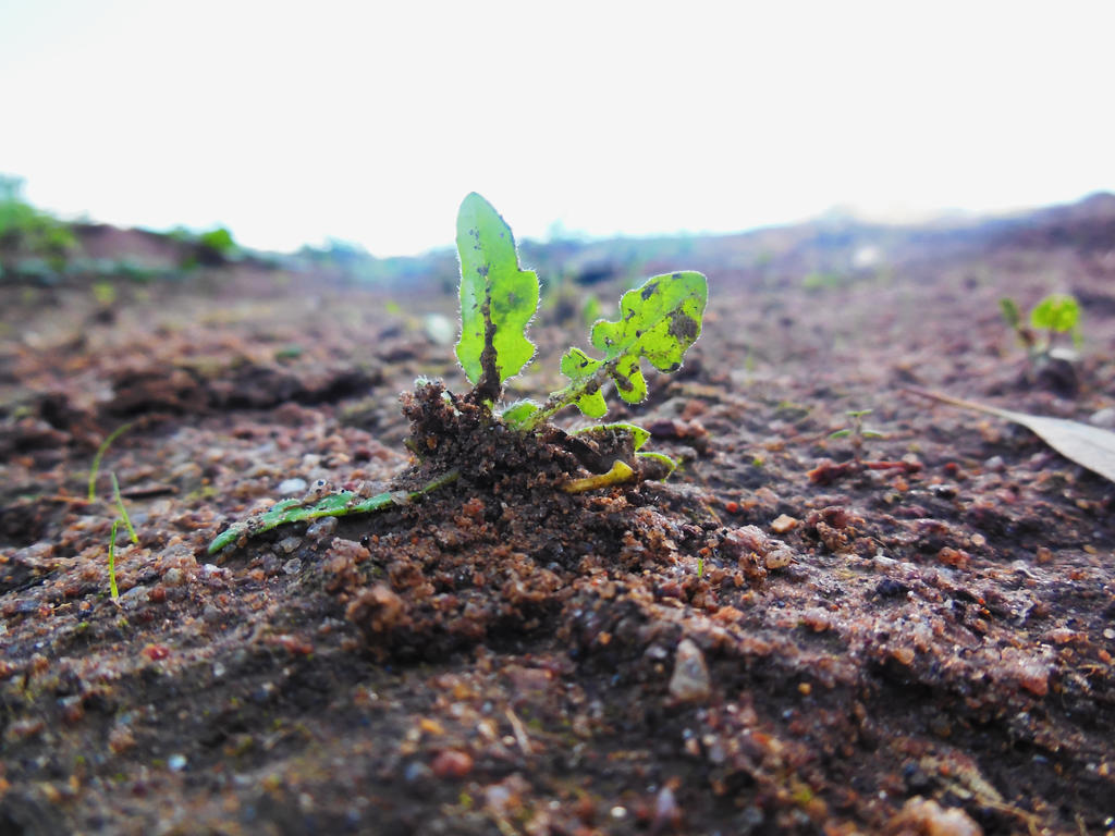 leaf on hill