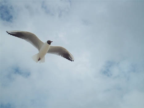 Seagull