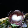 Corybas, coolest orchid onboard number 2.