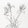 Disa uniflora - ink stippling