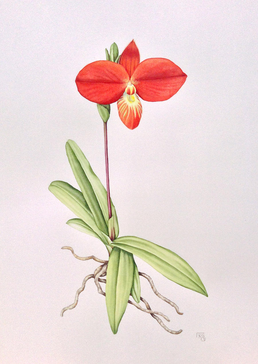 Phragmipedium besseae - watercolor