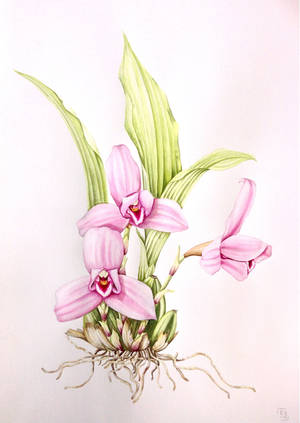 Lycaste skinneri - watercolour by MasdevalliaJR Lycaste skinneri - watercolour by MasdevalliaJR